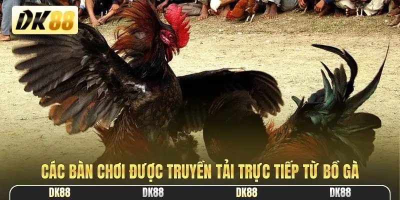 Các bàn chơi được truyền tải trực tiếp từ bồ gà